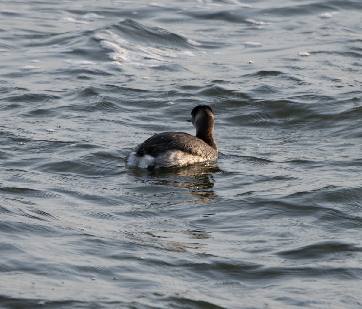 Red-necked Grebe - ML611880412