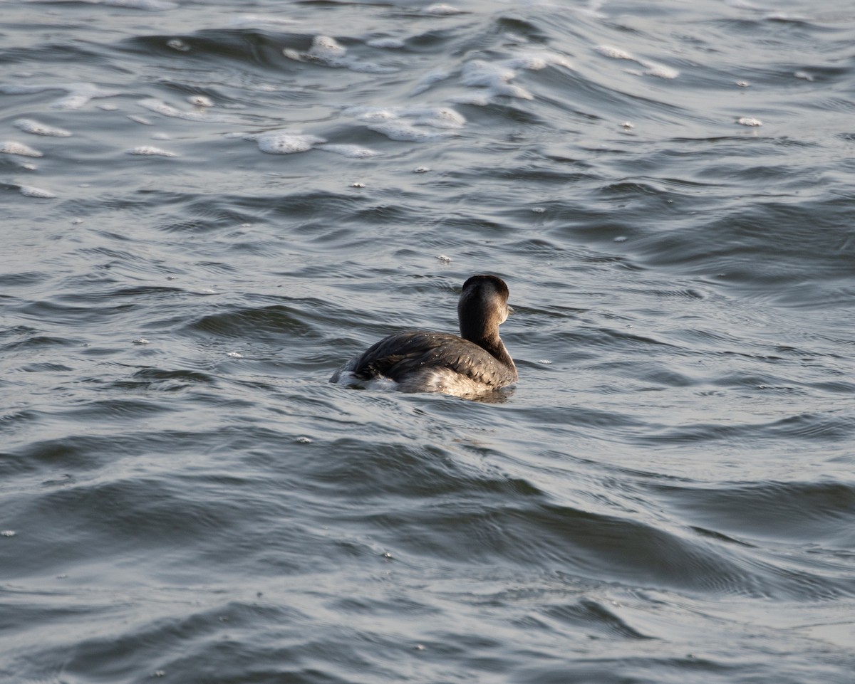 Red-necked Grebe - ML611880413