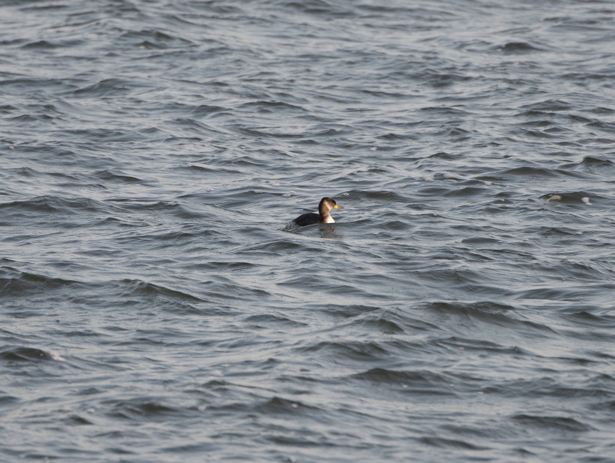 Red-necked Grebe - ML611880414