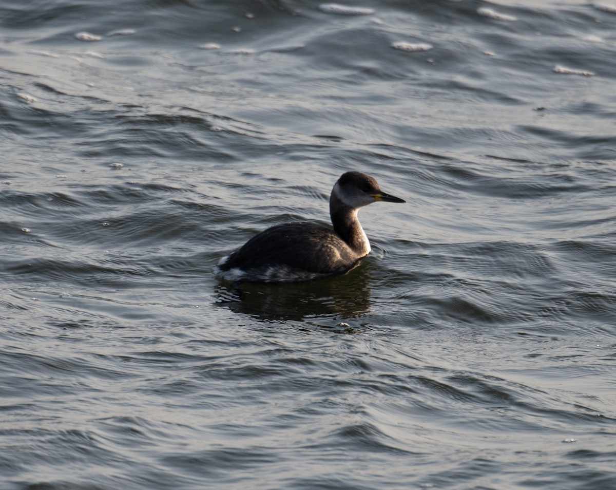 Red-necked Grebe - ML611880415
