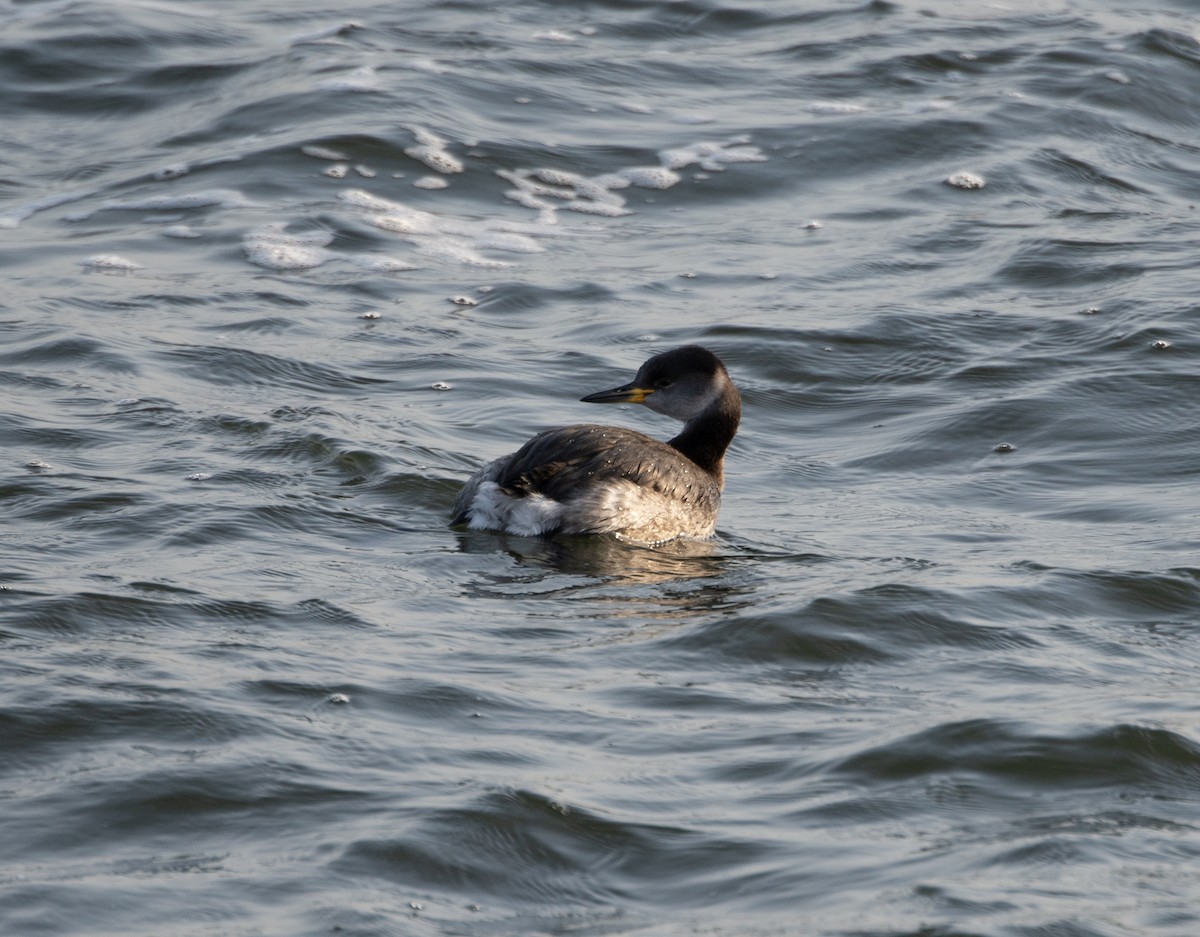 Red-necked Grebe - ML611880416