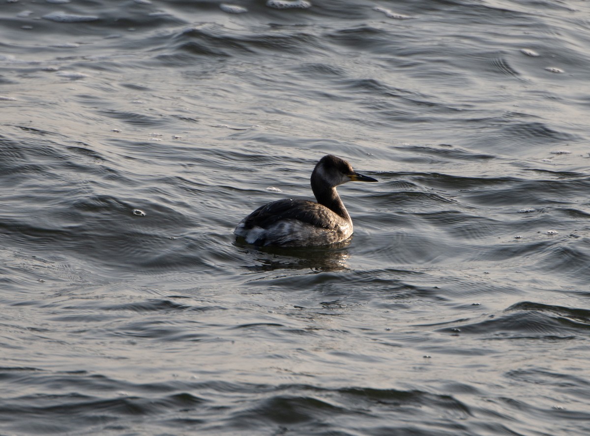 Red-necked Grebe - ML611880417