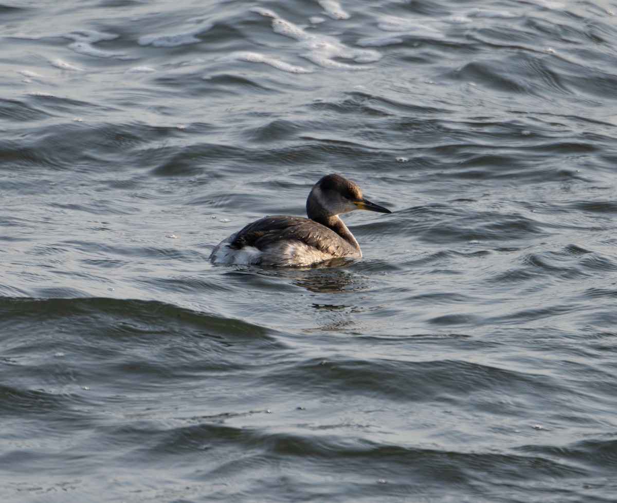 Red-necked Grebe - ML611880419