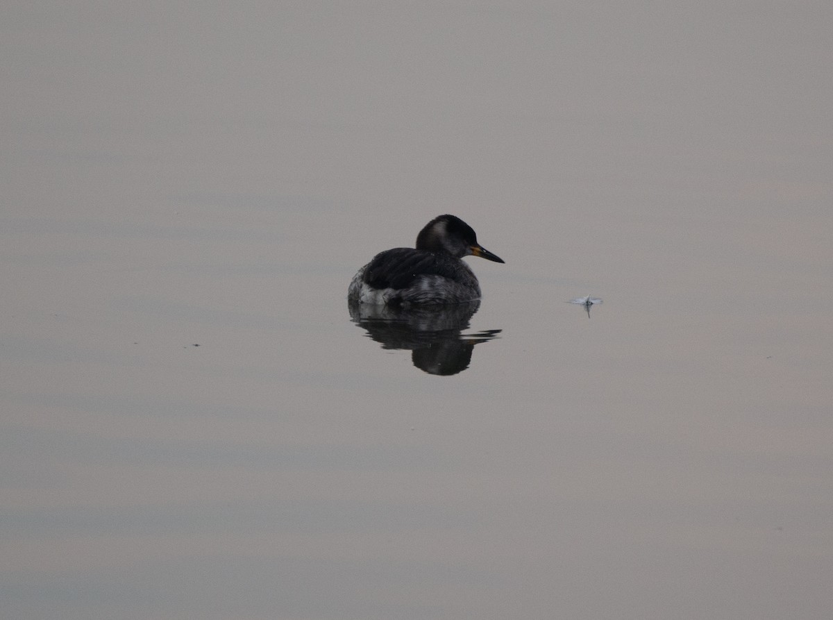 Red-necked Grebe - ML611880420
