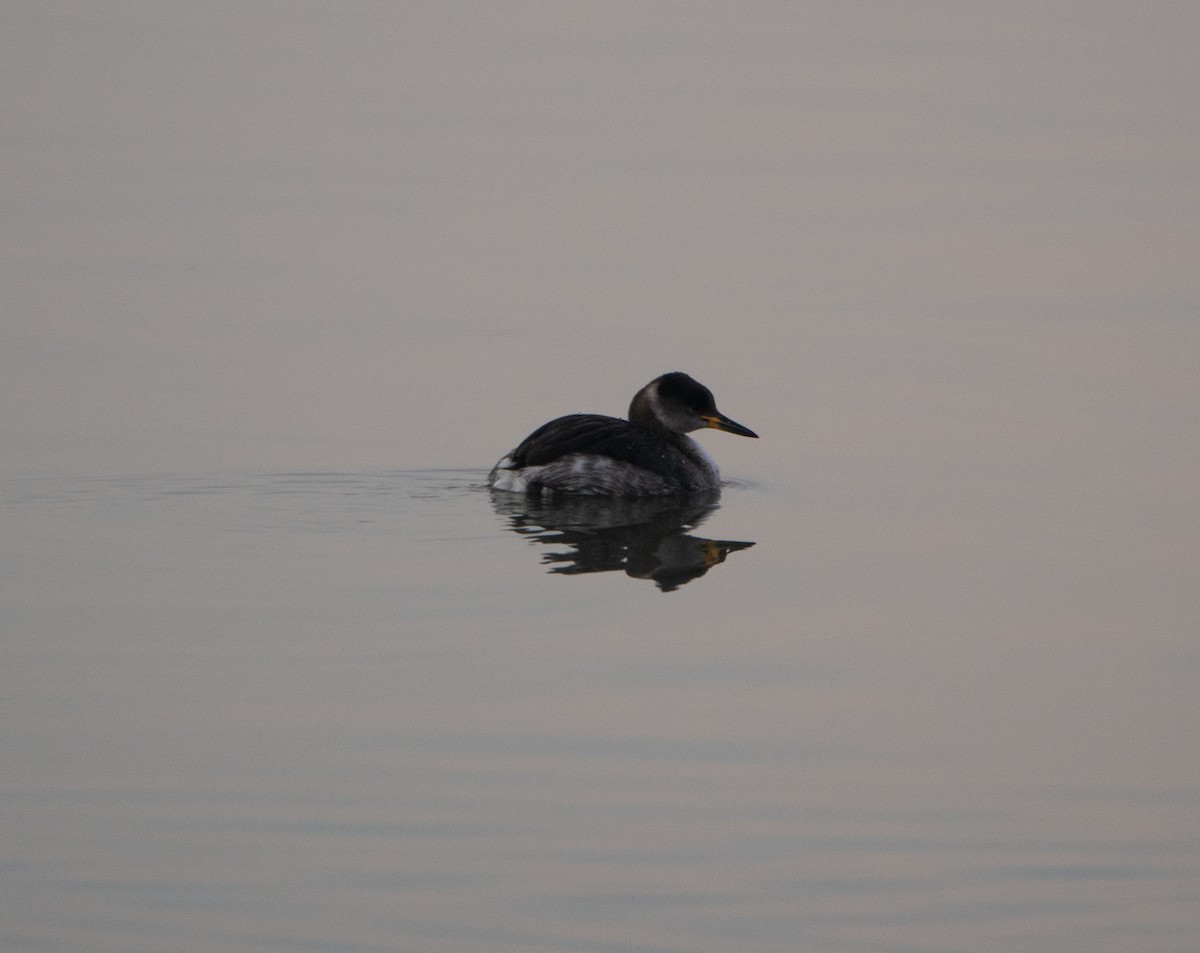 Red-necked Grebe - ML611880421