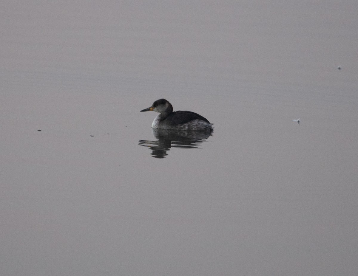 Red-necked Grebe - ML611880423