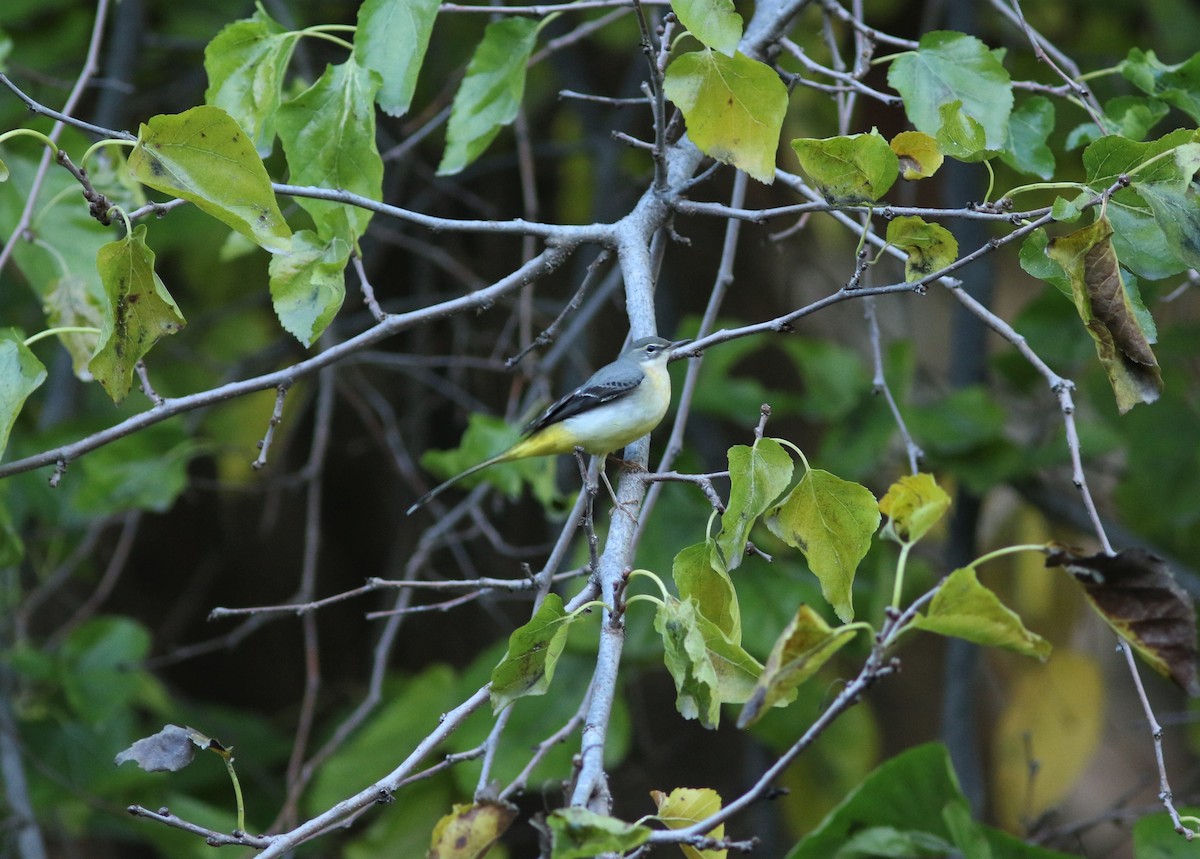 Gray Wagtail - ML611880530