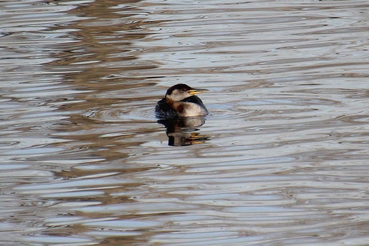 Red-necked Grebe - ML611880549