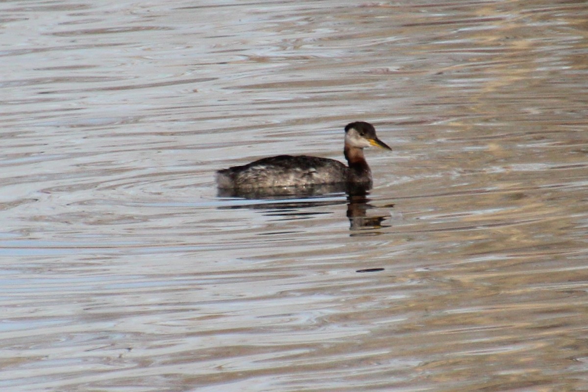 Red-necked Grebe - ML611880616