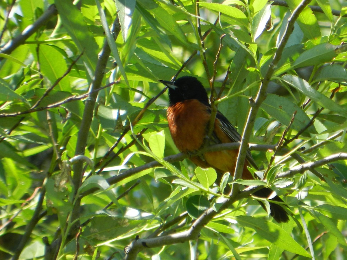 Orchard Oriole - ML611880777