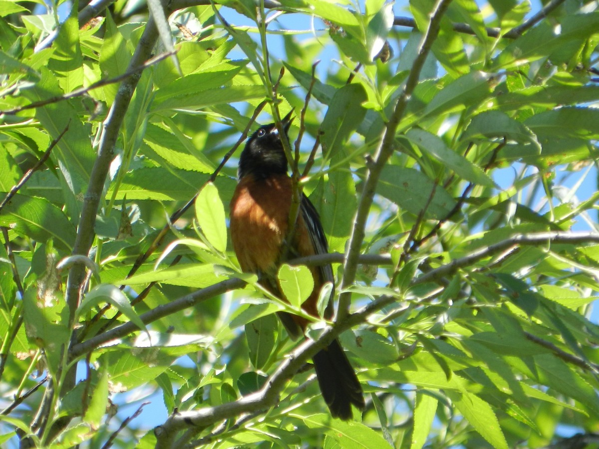 Orchard Oriole - ML611880778