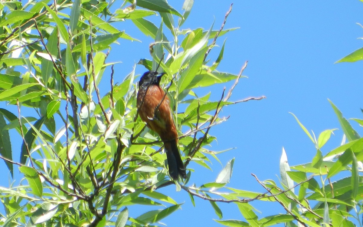Orchard Oriole - ML611880782