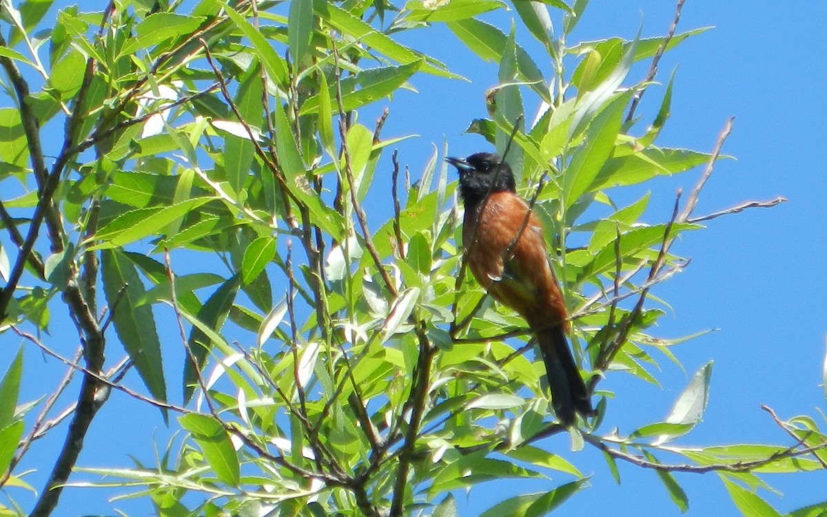 Orchard Oriole - ML611880783