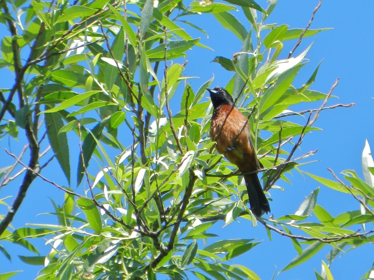 Orchard Oriole - ML611880784
