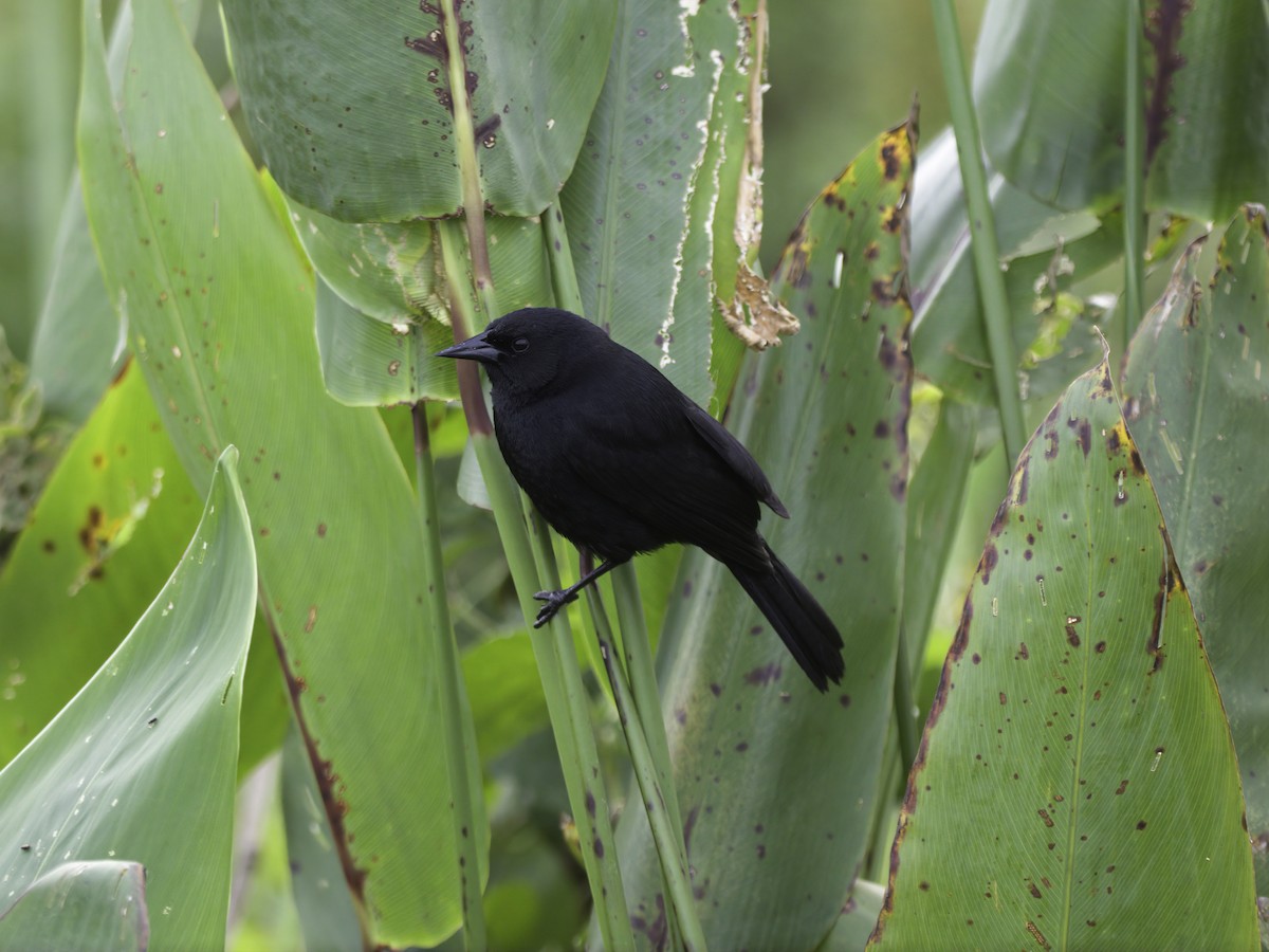 Varillero Negro - ML611880902