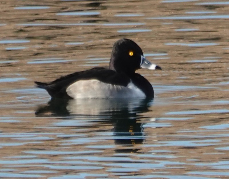 Ring-necked Duck - ML611881037