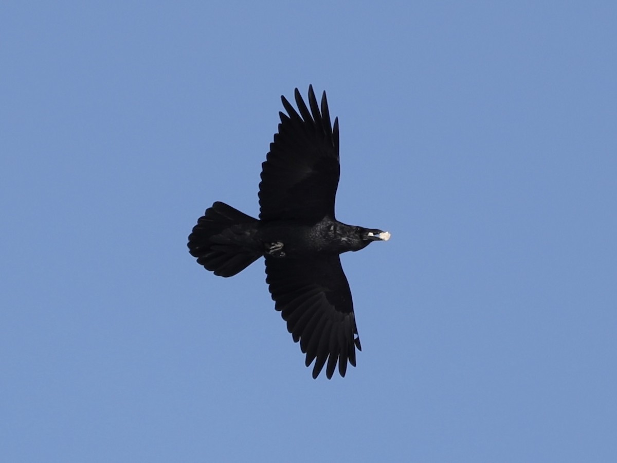 Common Raven - ML611881160