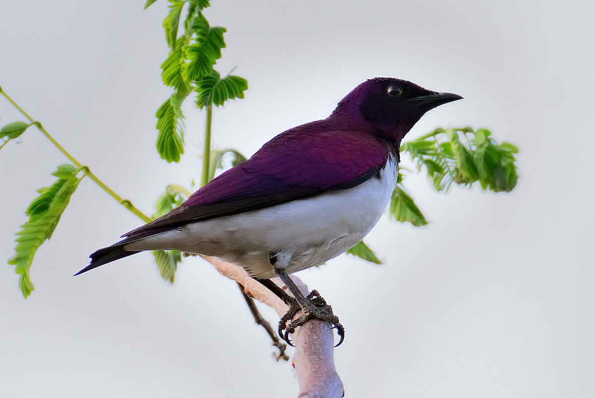 Violet-backed Starling - ML611881549