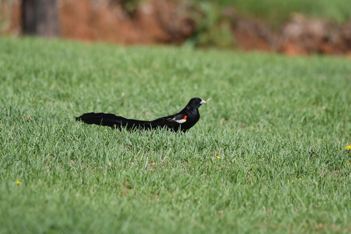 Long-tailed Widowbird - Santiago Caballero Carrera