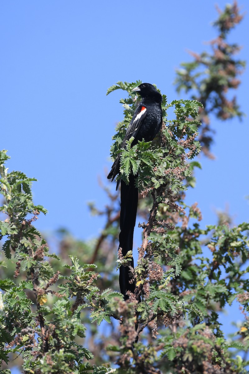 Long-tailed Widowbird - ML611881563