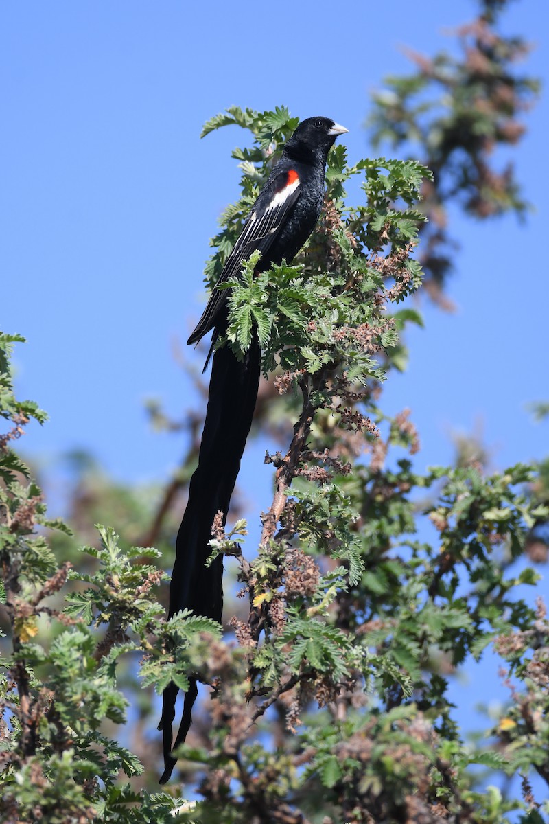 Long-tailed Widowbird - ML611881564