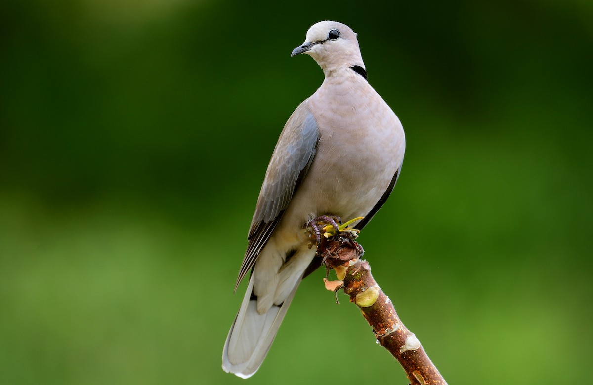 Ring-necked Dove - Ad Konings