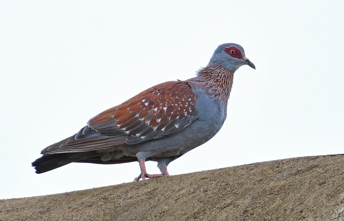 Speckled Pigeon - ML611881695