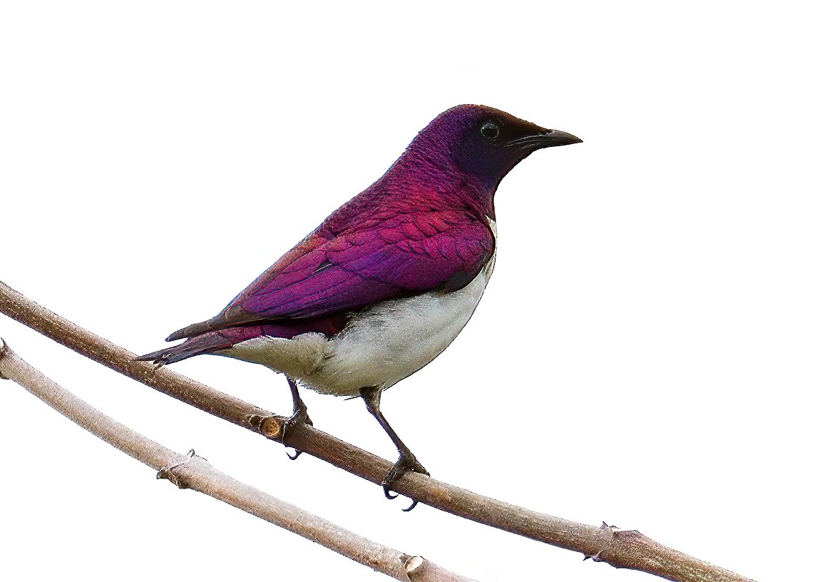 Violet-backed Starling - ML611881770