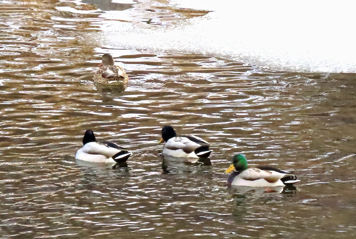 Stockente - ML611882194