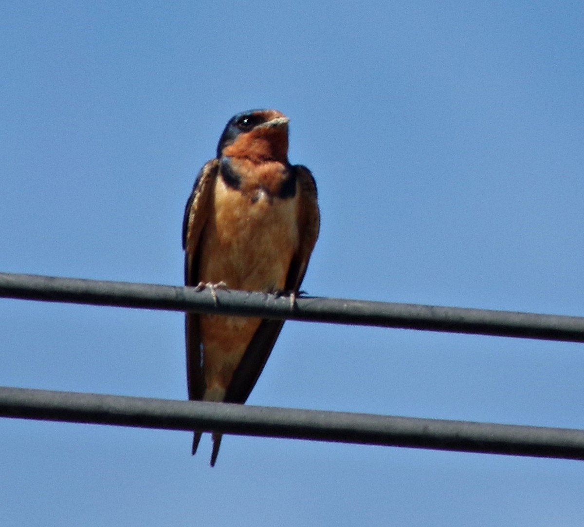 Barn Swallow - ML611882232