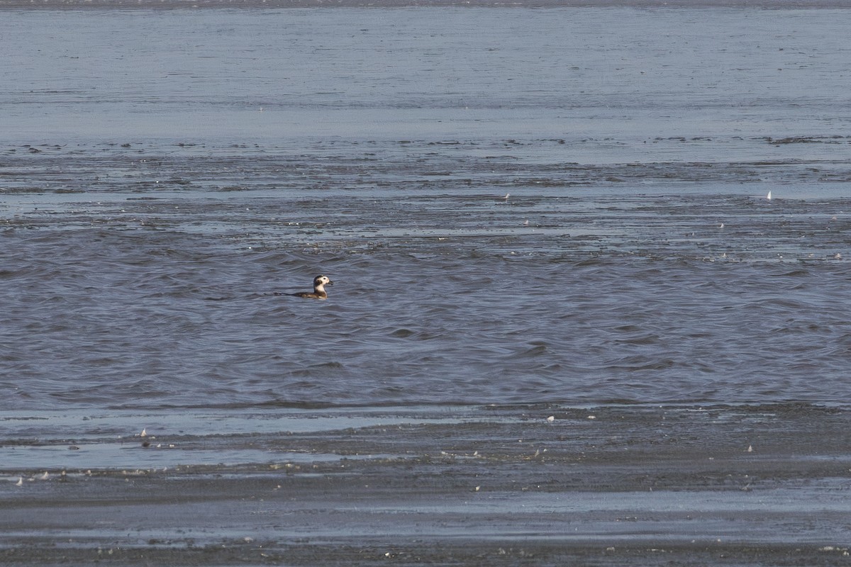 Long-tailed Duck - ML611882299