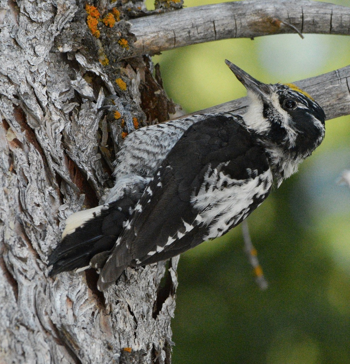 American Three-toed Woodpecker - Daniel Sachse