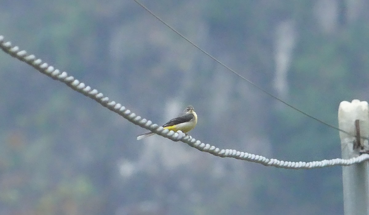 Gray Wagtail - ML611882347