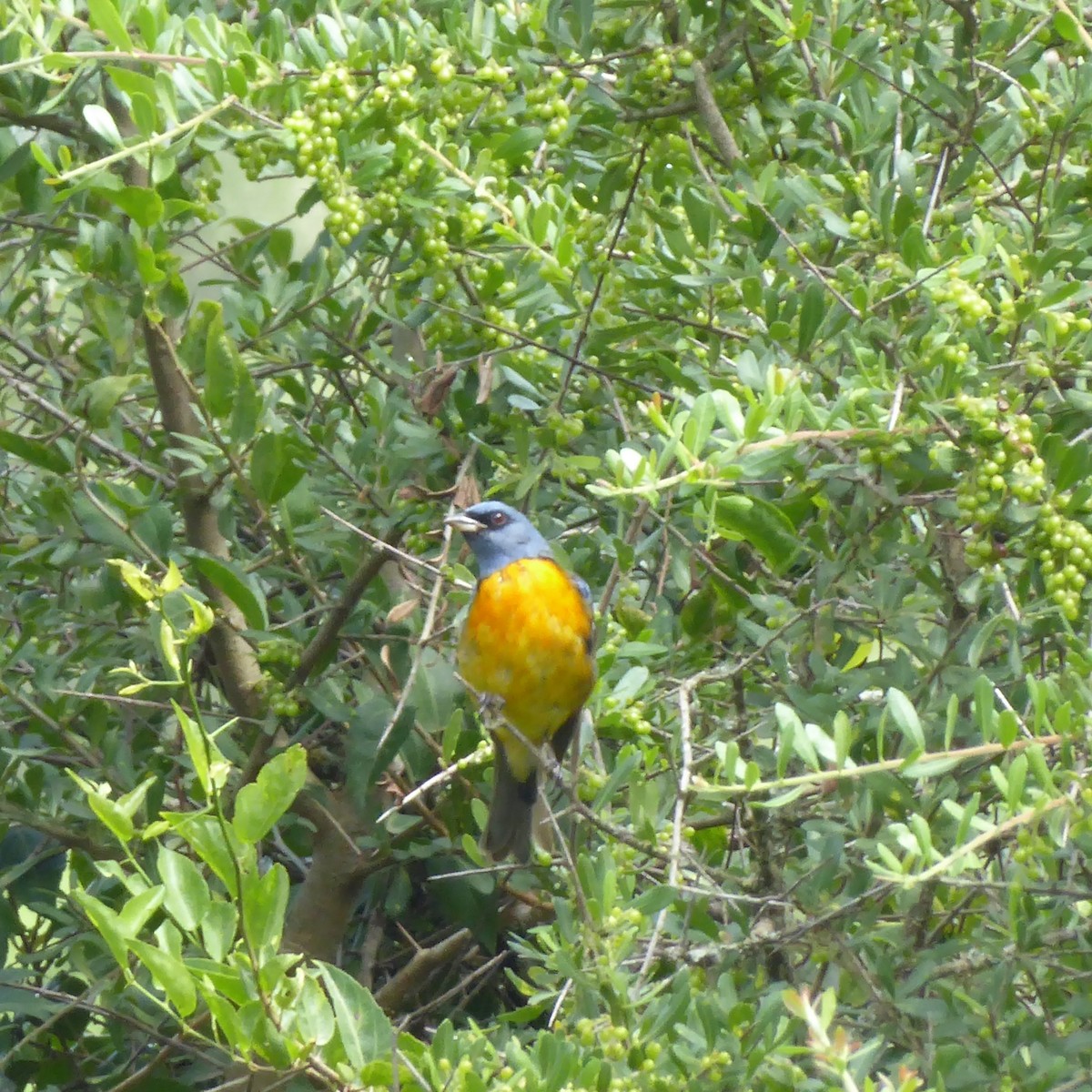 Blue-and-yellow Tanager - Ann Kovich