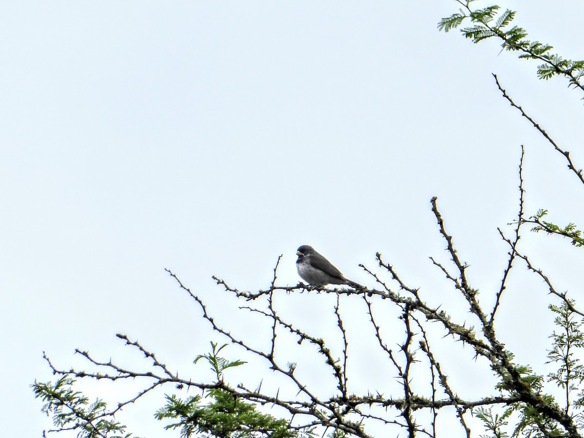 Double-collared Seedeater - ML611882384