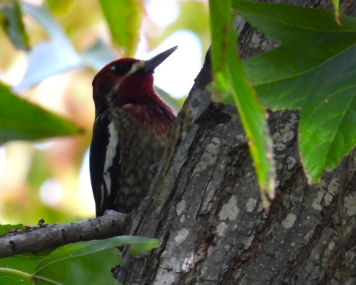 Red-naped/Red-breasted Sapsucker - ML611882556