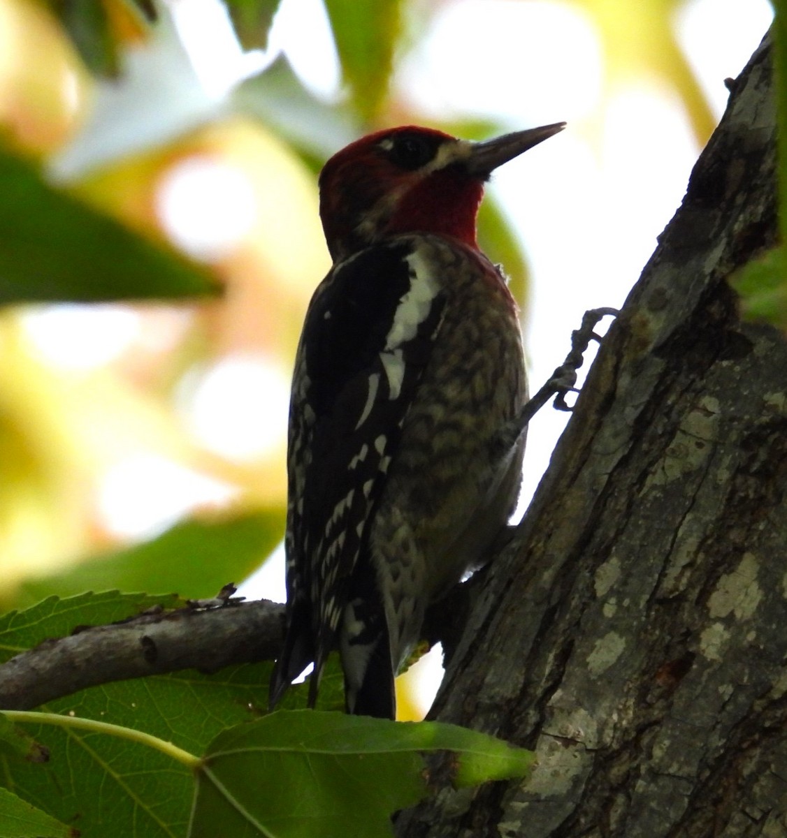 Red-naped/Red-breasted Sapsucker - ML611882558
