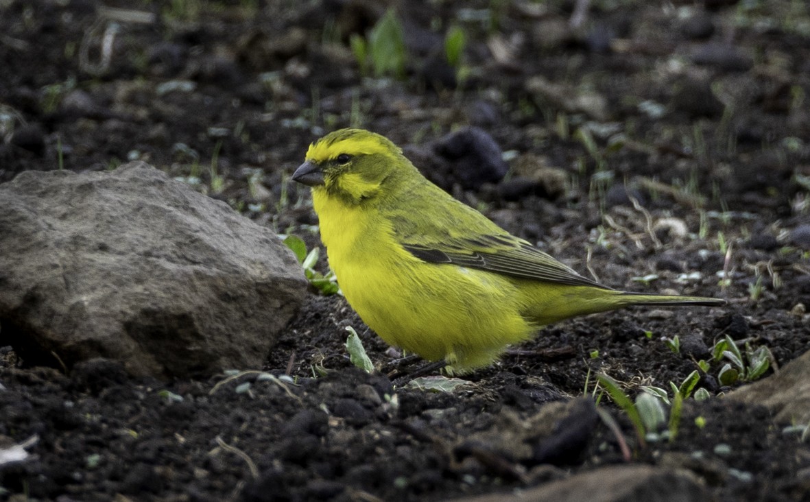 Yellow Canary - ML611882602