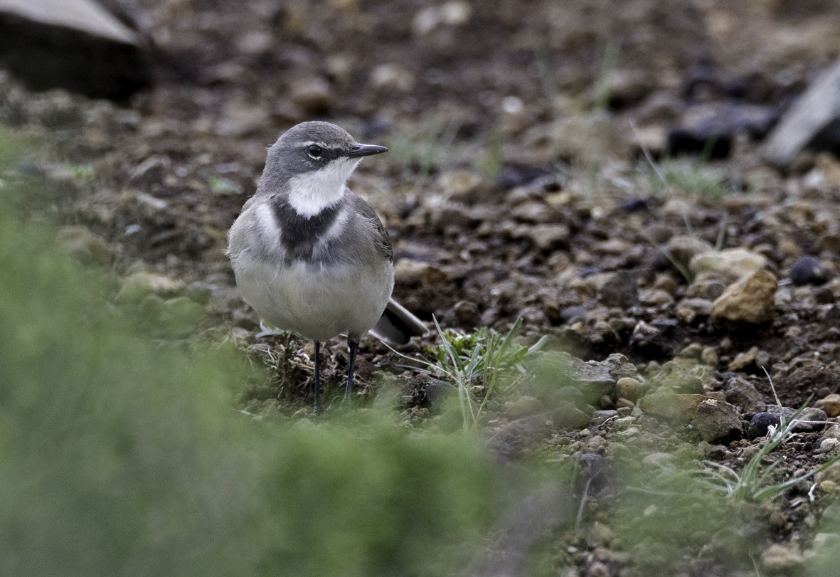 Cape Wagtail - ML611882647