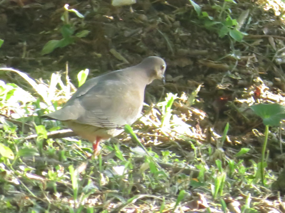 Gray-fronted Dove - ML611882803