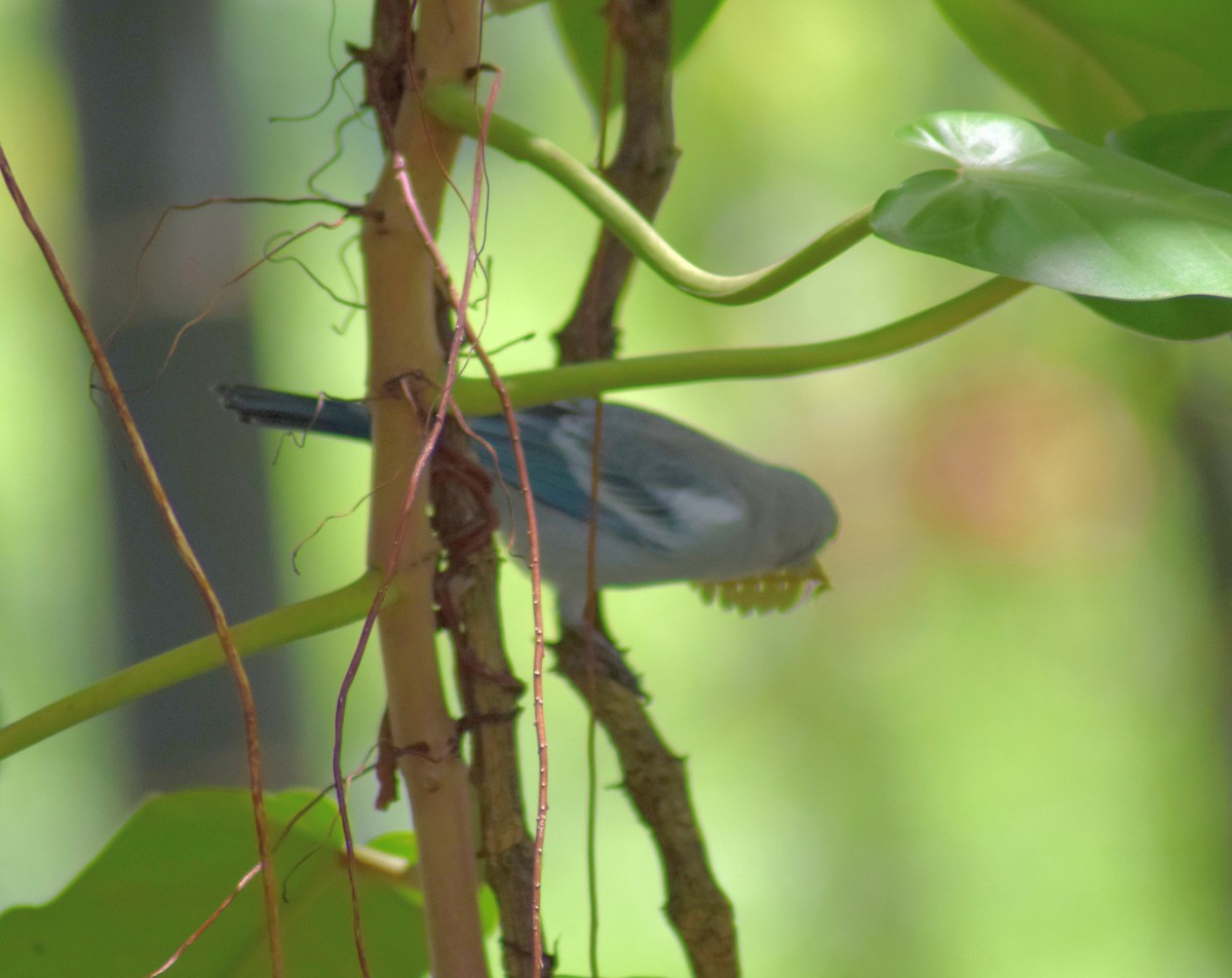 Blue-gray Tanager - ML61188321
