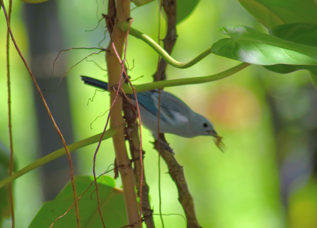 Blue-gray Tanager - ML61188331