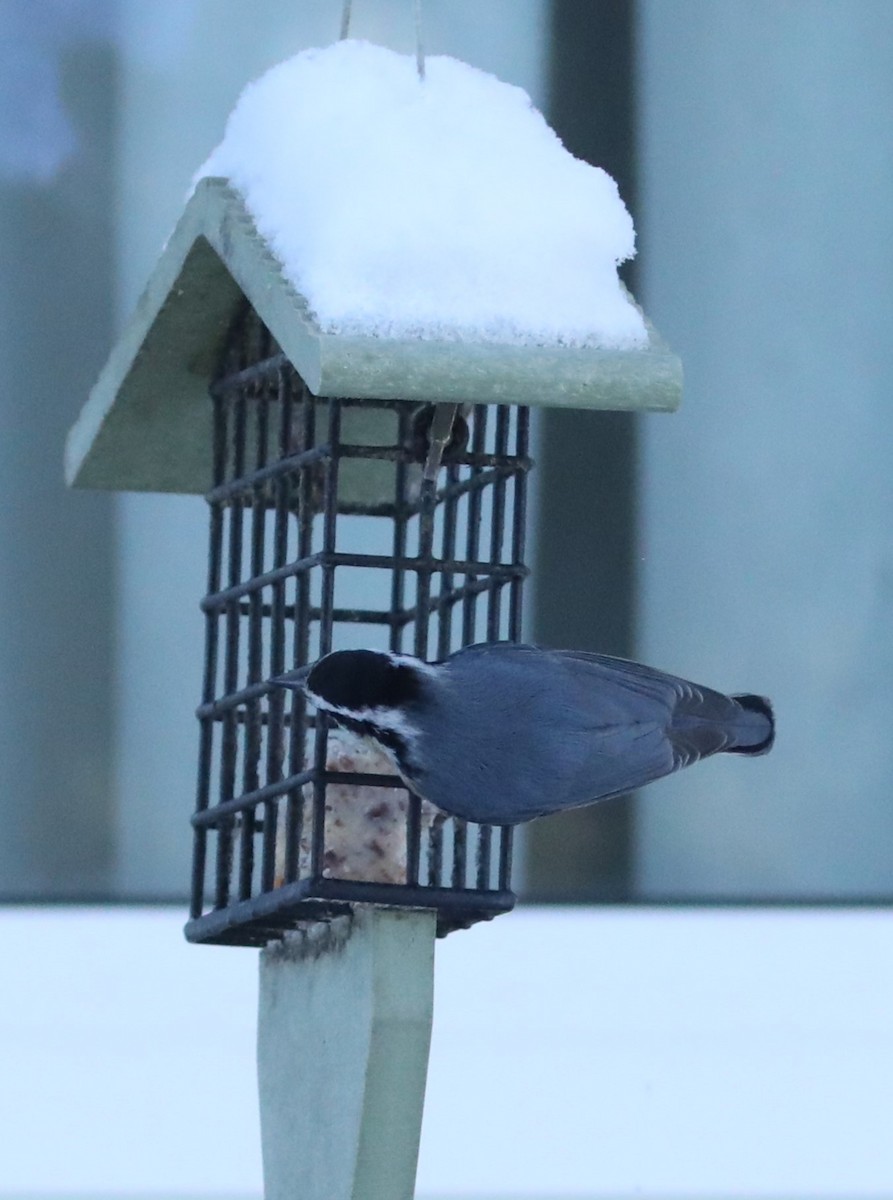 Red-breasted Nuthatch - ML611883473