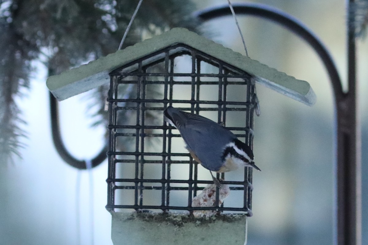 Red-breasted Nuthatch - ML611883474