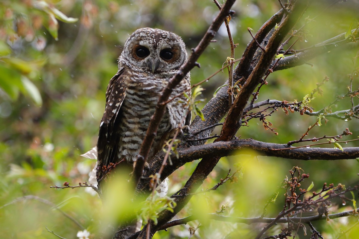Rufous-legged Owl - ML611883919