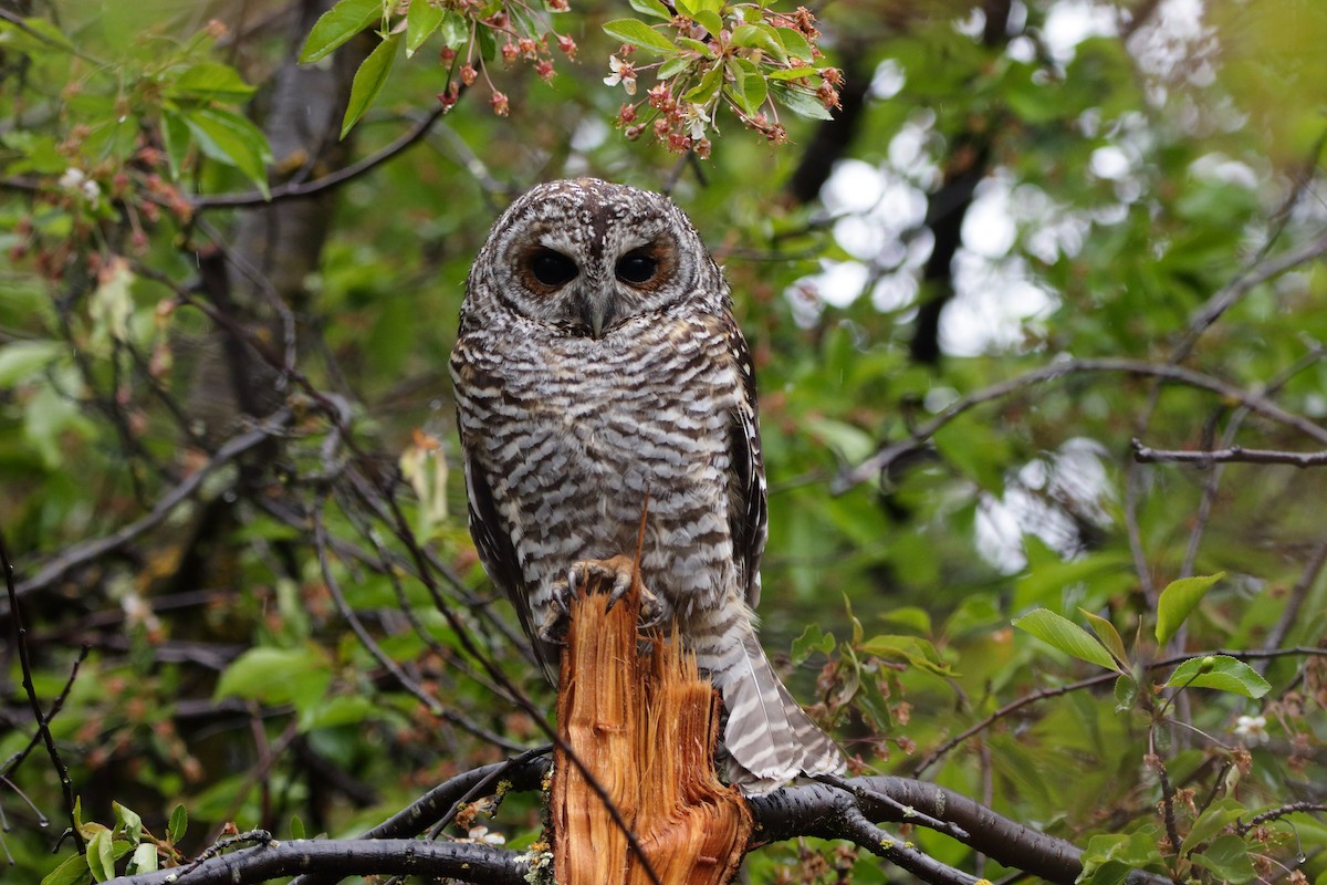 Rufous-legged Owl - ML611884001