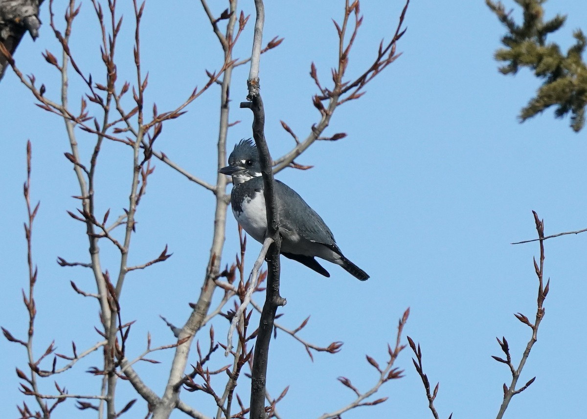 Belted Kingfisher - ML611885034