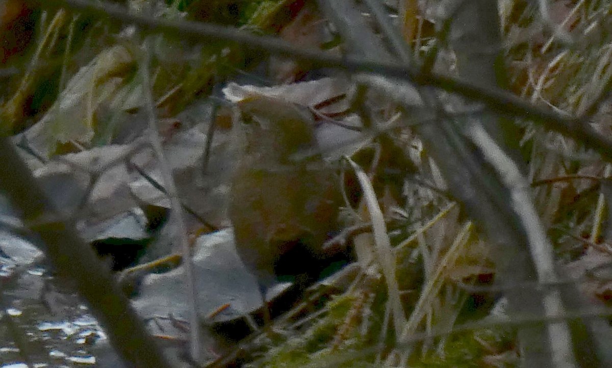 Winter Wren - ML611885215