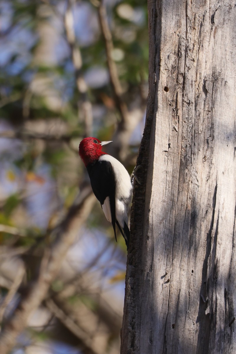 Red-headed Woodpecker - ML611885414
