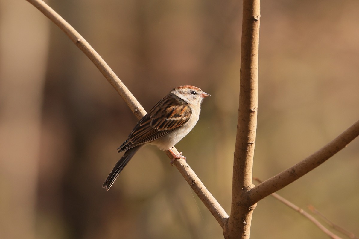 Chipping Sparrow - ML611885433